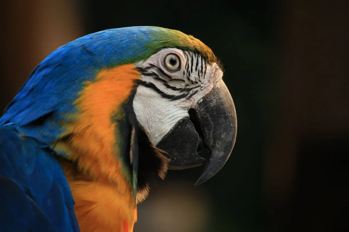 绚丽多彩的鹦鹉特写摄影